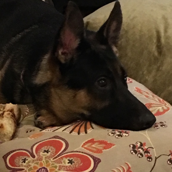 Meet your Posher, Trudy - Picture 1 of 1